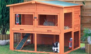 Kandang Kelinci Yang Baik Dan Sehat Kandang Kelinci Yang Baik Dan Sehat