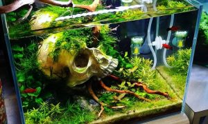 Model Aquarium Minimalis Unik Terbaru Model Aquarium Minimalis Unik Terbaru