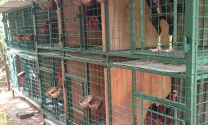 Cara Membuat Kandang Ayam Bangkok.jpg Cara Membuat Kandang Ayam Bangkok.jpg